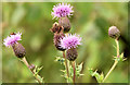 Common knapweed, Comber (July 2014)