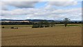 Wheat, Abernethy