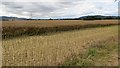 Oilseed rape harvest