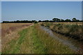 Bishop Dyke at Sherburn Common