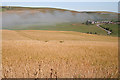 Barley at Glenquithie