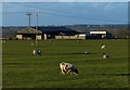 Farm buildings at White Stacks Farm