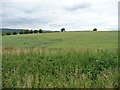 ST1531 : Wheatfield north-east of Combe Florey by Christine Johnstone