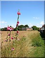 House and Hollyhocks