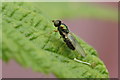 The soldierfly Microchrysa cyaneiventris, Restenneth, Forfar