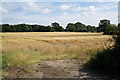 Field off Wheldrake Lane, Crockey Hill