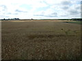 Crop field, Goudieburn