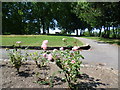 Roses in Roundwood Park