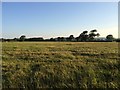 Farmland at Kenn