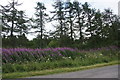 Roadside Rosebay Willowherb, Skelbo Muir