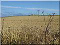 TA2371 : Clifftop wheat field by Pauline E