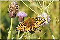 Dark Green Fritillary (Argynnis aglaja), Embo