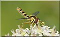 The hoverfly Sphaerophoria interrupta, White Loch, near Blairgowrie