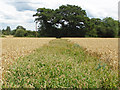 SU8975 : Footpath across the fields by Alan Hunt