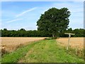 Footpath to Sayers Common