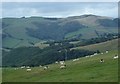 Upland grazing above Faedre Fawr and Faedre Fach