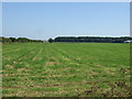 Farmland, Littlethorpe