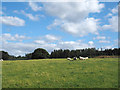 NY9456 : Sheep in field north of Border Plantation by Trevor Littlewood