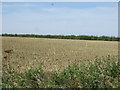 Crop field near Burton Fleming