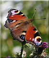 SE6944 : Aglais io - Peacock butterfly in natural habitat by Pauline E