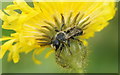 SD3216 : Leafcutter bee Megachile sp., Queen's Jubilee Nature Trail, Birkdale by Mike Pennington