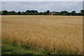 Barley field near City Farm