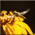 The hoverfly Episyrphus balteatus, Wellmeadow, Blairgowrie