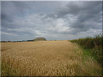NT5573 : East Lothian Landscape : Field View Near Northrig Road-end by Richard West