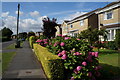 Houses on Acaster Lane, Bishopthorpe, York