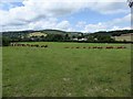 Cattle on the edge of Ashburton, and wooded hills