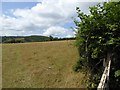 Grass field by Roborough Lane, north of Ashburton