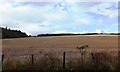 Stubble field near Auchterflow