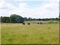 Rockford, cattle grazing