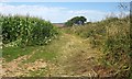 Edge of maize field, Higher Langman