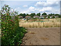 Allotments at Bixley Field