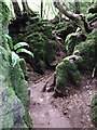 Pathway in Puzzlewood