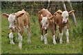 Torridge : Cattle Grazing