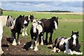 Horses at Greenhill