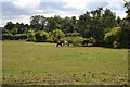 Ponies in field beside Manor Road