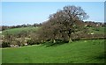 Trees above the Thornton Beck