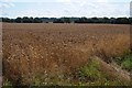 Wheat field near Loddington