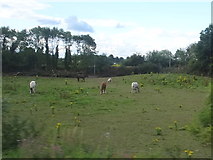 N3423 : Field with horses near Chancery Lane by Ian Paterson