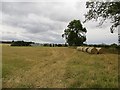 Round bales, Springfield