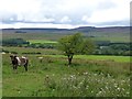 Cattle and sheep in rough pasture