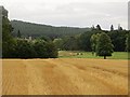 Stubble, Hallyburton