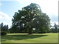SP9912 : Ashridge House - Queen Victoria's Oak by Rob Farrow