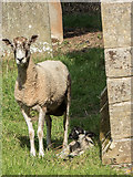 SE8484 : Sheep and Lamb in Graveyard, St Hilda's Church, Ellerburn, Yorkshire by Christine Matthews