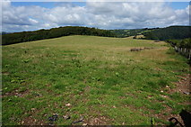 SX4763 : Pasture land above the Tavy by jeff collins
