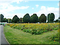 Flowery bank, Crane Park