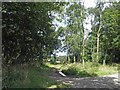 Woodland track off the A157 trunk road